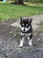 Kaviq, a male Pomsky for sale in Southington, OH – 1 of 2