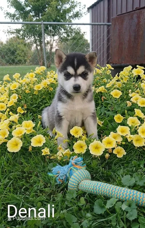 Denali – Pomsky puppy for sale in Southington, OH