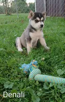 Denali, a male Pomsky for sale in Southington, OH – 2 of 2