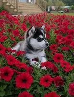 Koda, a male Pomsky for sale in Southington, OH – 1 of 2