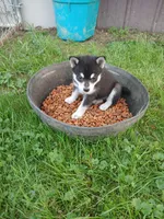 Kaviq, a male Pomsky for sale in Southington, OH – 2 of 3