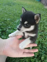 Kaviq, a male Pomsky for sale in Southington, OH – 3 of 3