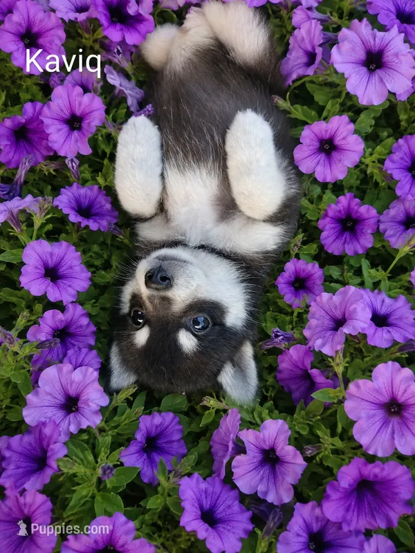 Kaviq – Pomsky puppy for sale in Southington, OH