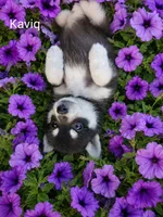 Kaviq, a male Pomsky for sale in Southington, OH – 1 of 3