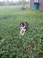 Nukka, a female Pomsky for sale in Southington, OH – 2 of 2