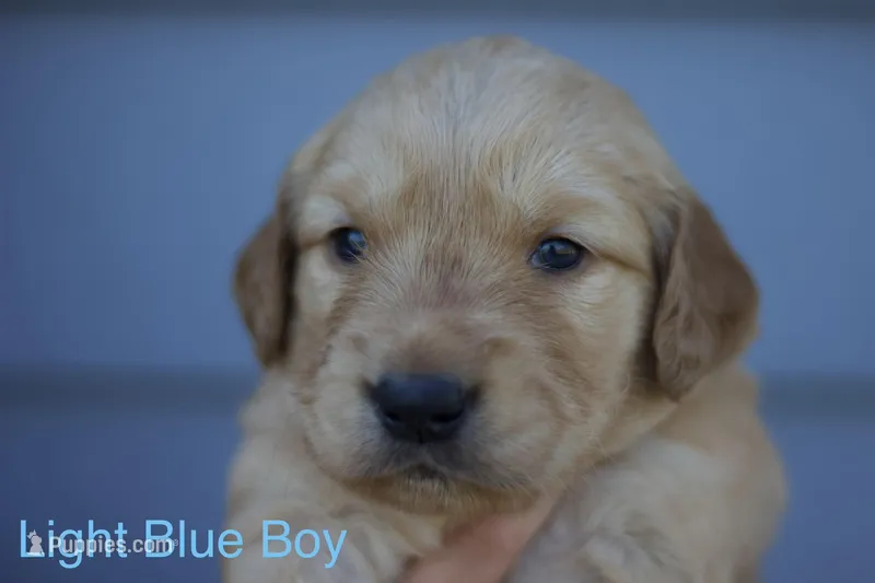 Light blue boy  – Golden Retriever puppy for sale in Sand Springs, OK