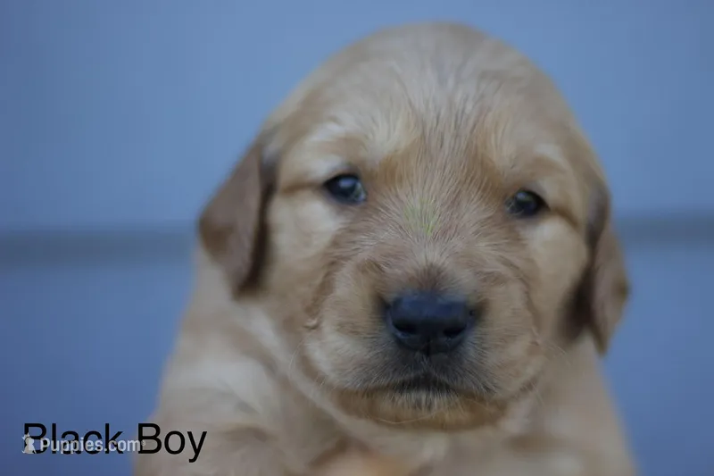 Black Collar Boy  – Golden Retriever puppy for sale in Sand Springs, OK