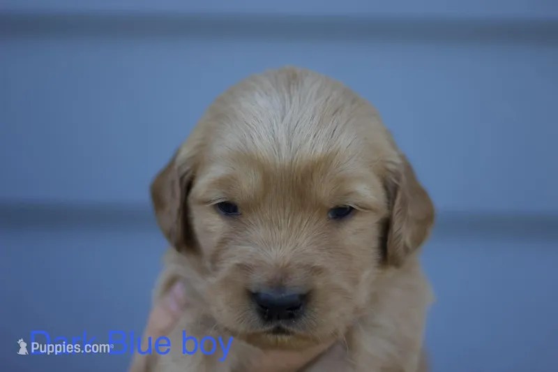 Blue boy  – Golden Retriever puppy for sale in Sand Springs, OK