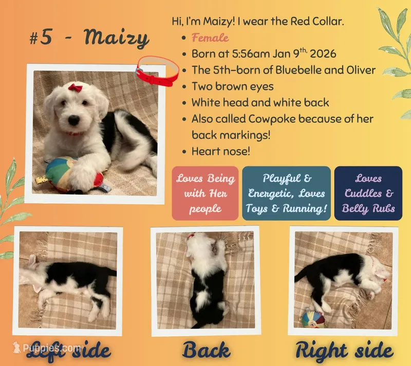 Maizy – Old English Sheepdog puppy for sale in Orlando, FL
