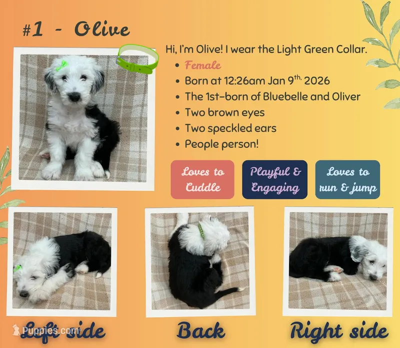 Olive – Old English Sheepdog puppy for sale in Orlando, FL