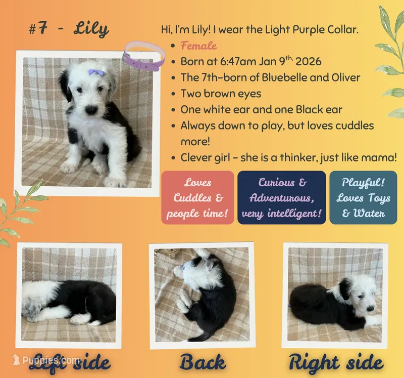 Lily – Old English Sheepdog puppy for sale in Orlando, FL