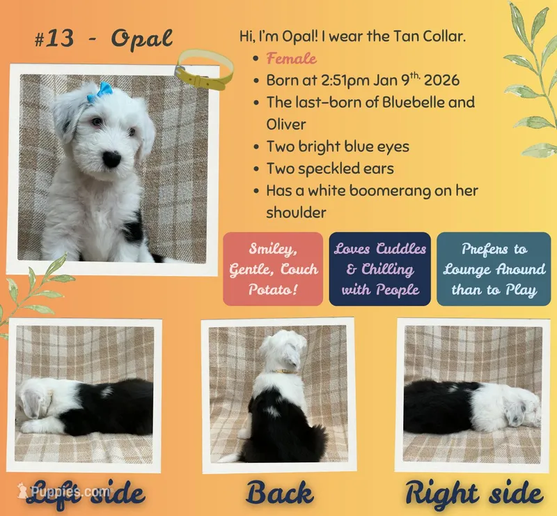 Opal – Old English Sheepdog puppy for sale in Orlando, FL