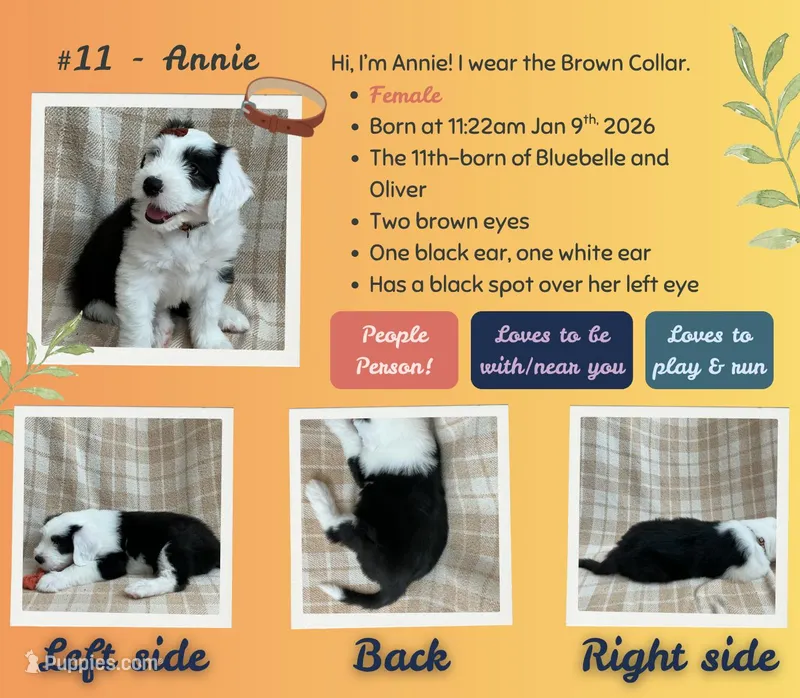 Annie – Old English Sheepdog puppy for sale in Orlando, FL