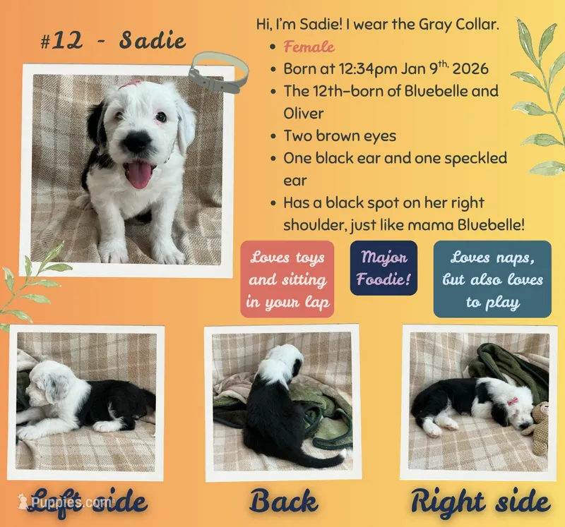 Sadie – Old English Sheepdog puppy for sale in Orlando, FL