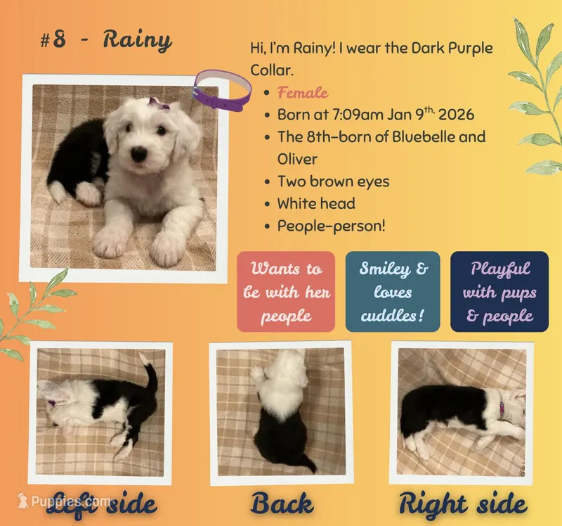 Rainy – Old English Sheepdog puppy for sale in Orlando, FL