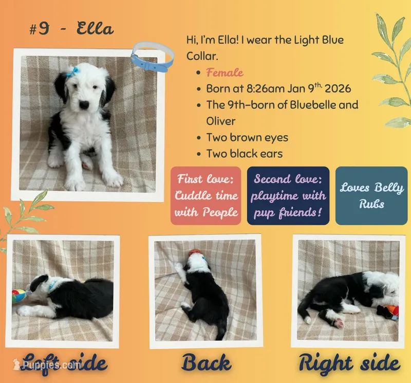 Ella – Old English Sheepdog puppy for sale in Orlando, FL