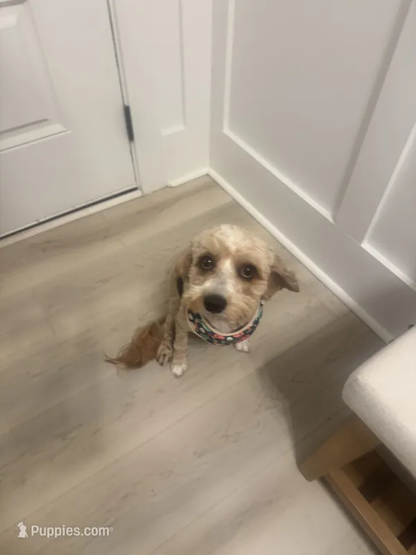 Teddy – Cavapoo puppy for sale in Columbia, SC