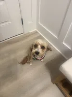 Teddy, a male Cavapoo for sale in Columbia, SC – 1 of 6