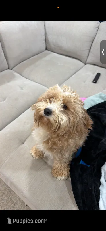 Teddy – Cavapoo puppy for sale in Columbia, SC