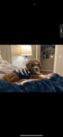 Teddy, a male Cavapoo for sale in Columbia, SC – 6 of 6