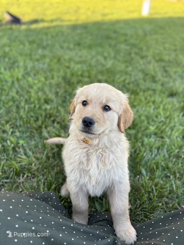 Milo – Golden Retriever puppy for sale in Romney, WV