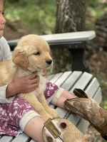 Louie, a male Golden Retriever for sale in Romney, WV – 2 of 2