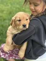 Archie, a male Golden Retriever for sale in Romney, WV – 2 of 2