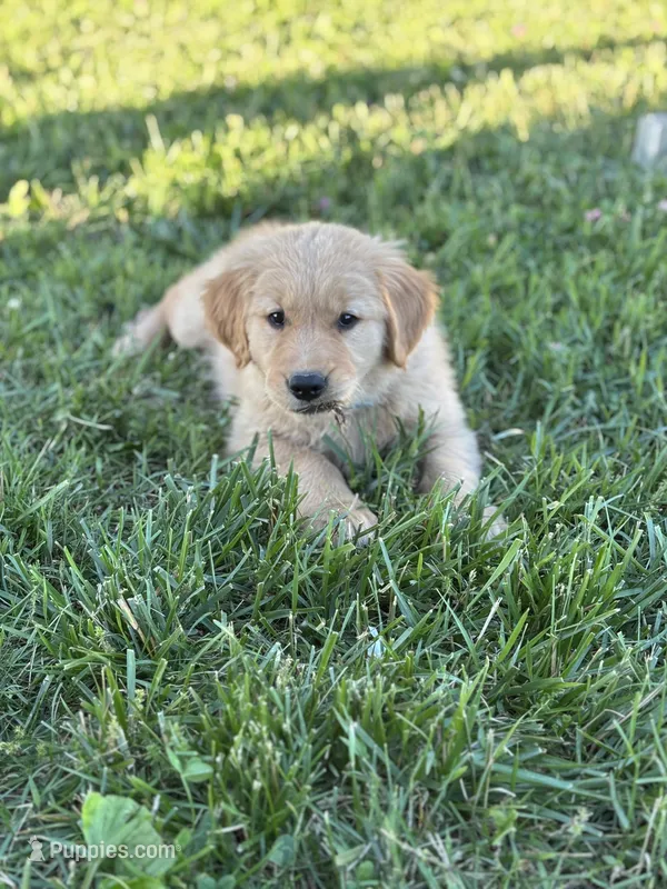Bear – Golden Retriever puppy for sale in Romney, WV