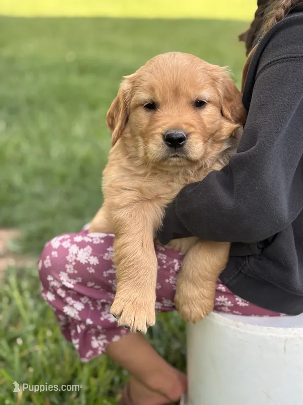 Archie – Golden Retriever puppy for sale in Romney, WV