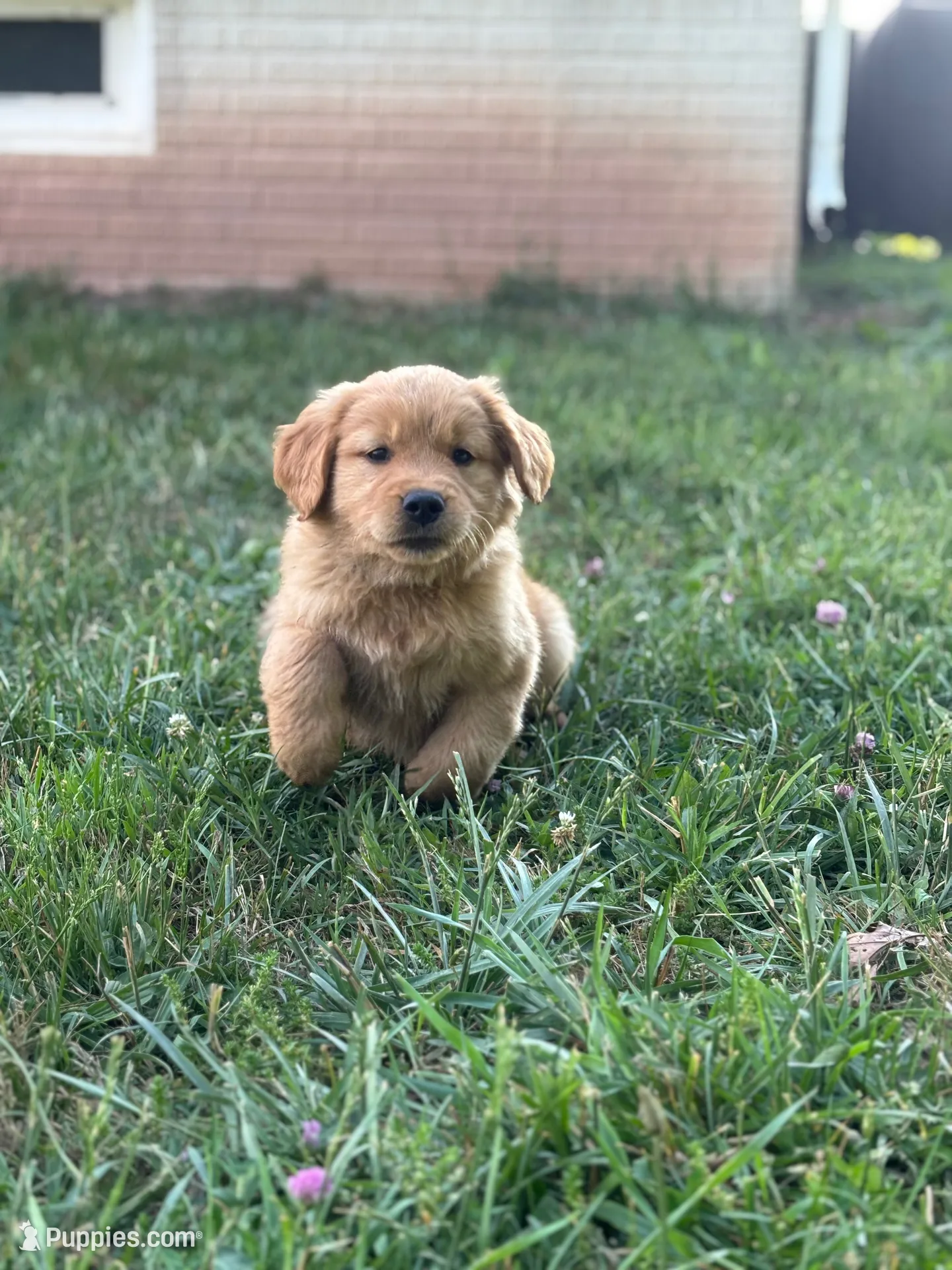 Champ, a male Golden Retriever for sale in Romney, WV – 3 of 3