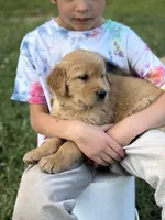 Mia, a female Golden Retriever for sale in Romney, WV – 2 of 3
