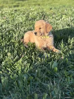 Gus, a male Golden Retriever for sale in Romney, WV – 2 of 3