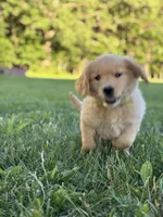 Gus, a male Golden Retriever for sale in Romney, WV – 3 of 3