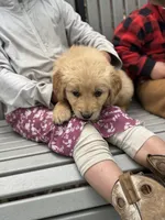 Bubbles, a female Golden Retriever for sale in Romney, WV – 2 of 3