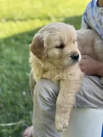 Milo, a male Golden Retriever for sale in Romney, WV – 4 of 4