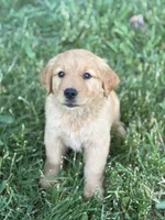 Champ, a male Golden Retriever for sale in Romney, WV – 2 of 3