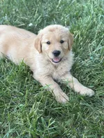 Bear, a male Golden Retriever for sale in Romney, WV – 4 of 4