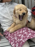 Bubbles, a female Golden Retriever for sale in Romney, WV – 3 of 3