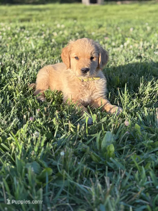 Gus – Golden Retriever puppy for sale in Romney, WV