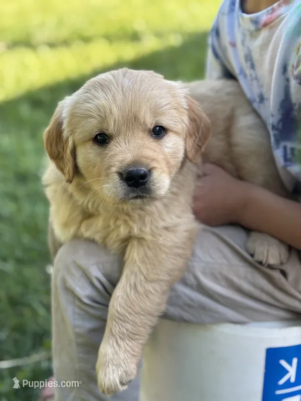 Milo, a male Golden Retriever for sale in Romney, WV – 1 of 4