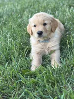 Bear, a male Golden Retriever for sale in Romney, WV – 2 of 4