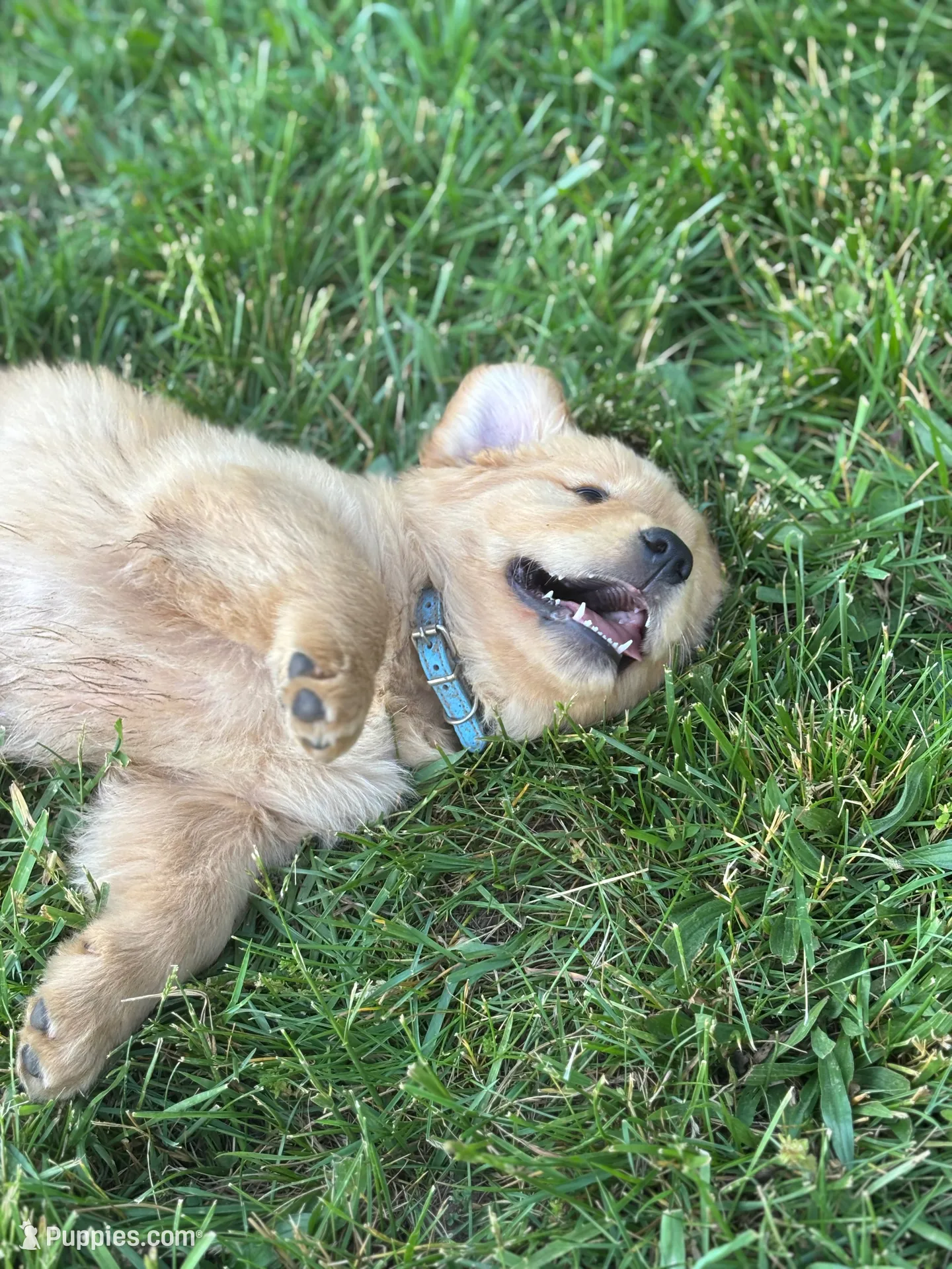Bear, a male Golden Retriever for sale in Romney, WV – 3 of 4