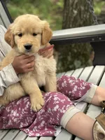 Louie, a male Golden Retriever for sale in Romney, WV – 1 of 2