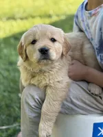 Milo, a male Golden Retriever for sale in Romney, WV – 3 of 4