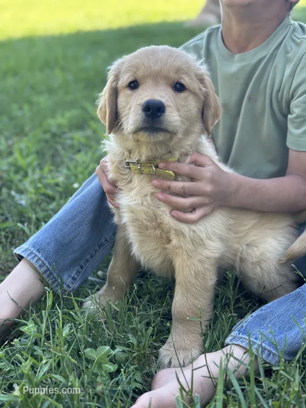 Gus – Golden Retriever puppy for sale in Romney, WV