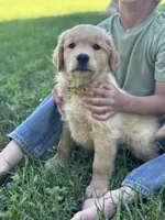 Gus, a male Golden Retriever for sale in Romney, WV – 1 of 4