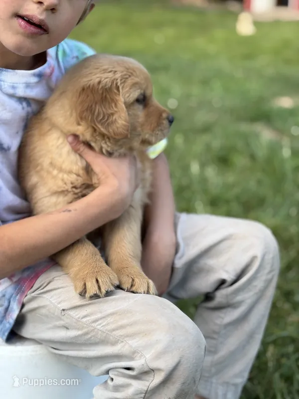 Mia – Golden Retriever puppy on hold in Romney, WV