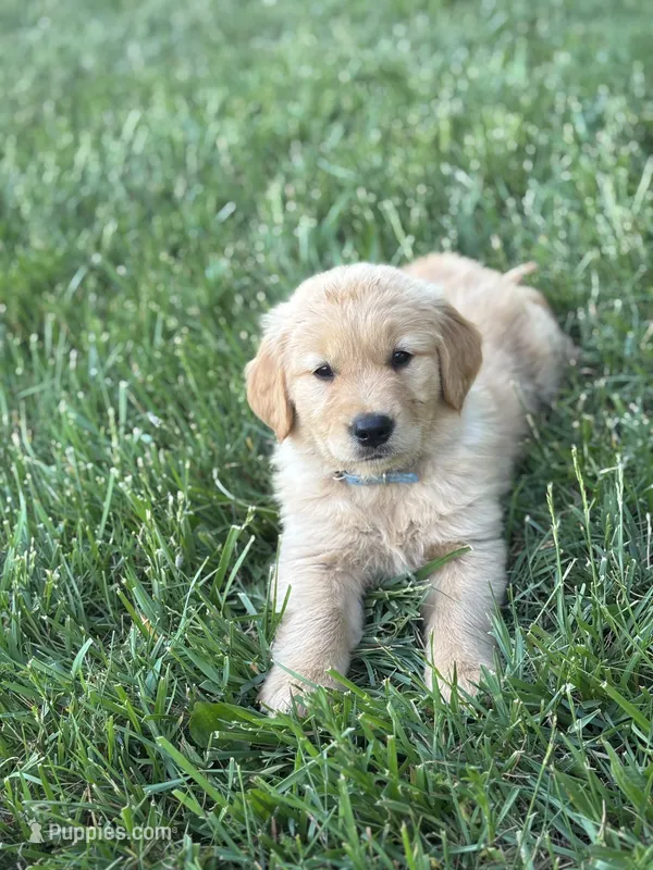 Bear – Golden Retriever puppy for sale in Romney, WV