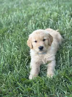 Bear, a male Golden Retriever for sale in Romney, WV – 1 of 4