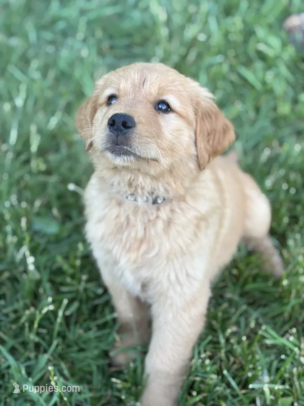 Champ – Golden Retriever puppy for sale in Romney, WV
